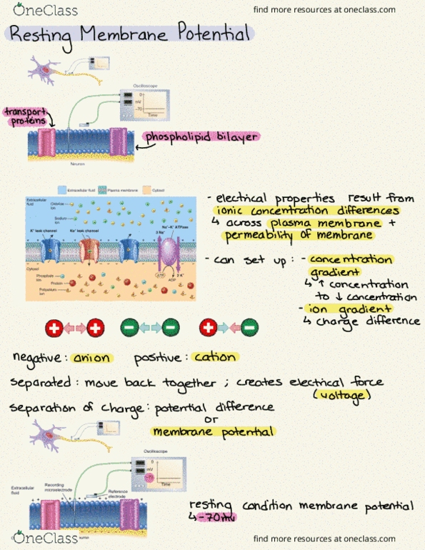 document preview image