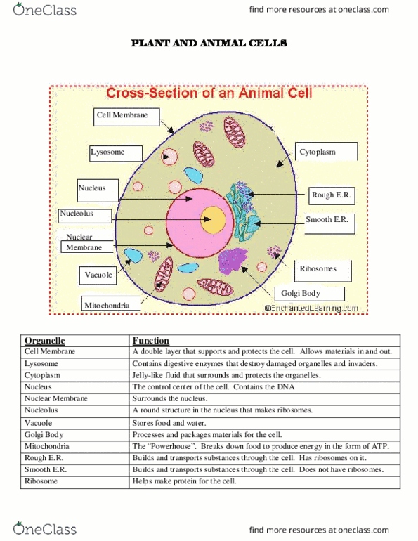 FLS2731 Lecture 1: Cells Study Guide thumbnail