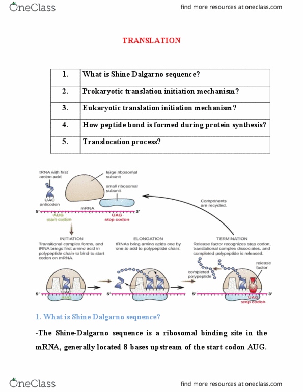 BIOTECHNOLOGY Lecture Notes - Lecture 2: Ribosome-Binding Site, Prokaryotic Translation, Eukaryotic Translation thumbnail
