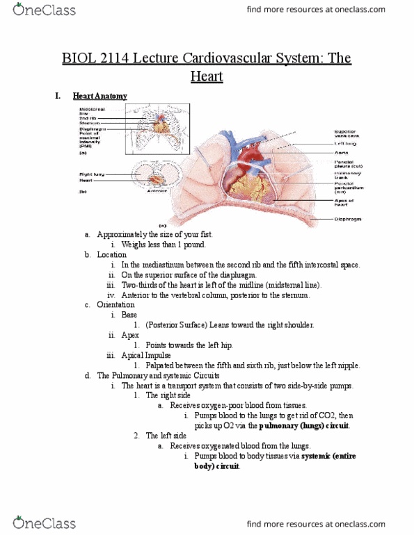 BIOL 2114 Lecture Notes - Lecture 3: Pulmonary Circulation, Intercostal Space, Circulatory System thumbnail
