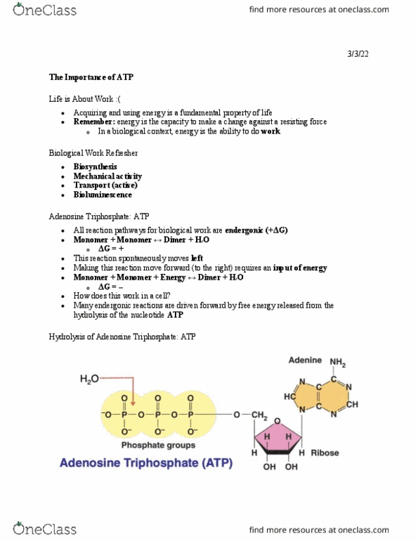 BSCI170 Lecture Notes - Atp Hydrolysis, Bioluminescence, Endergonic Reaction thumbnail