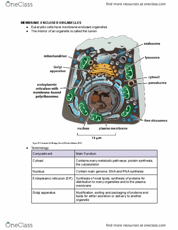 BIOL 1202 Lecture Notes - Lecture 15: Cell Membrane, Organelle, Cytoskeleton thumbnail