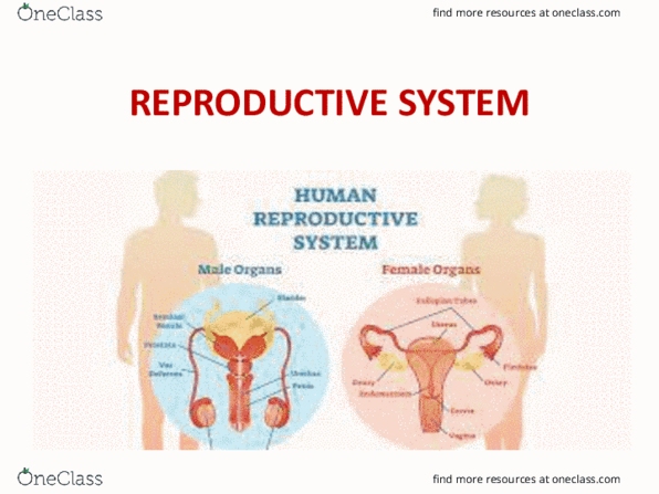 BIO 252 Lecture Notes - Lecture 10: Male Reproductive System, Fetus, Orgasm thumbnail