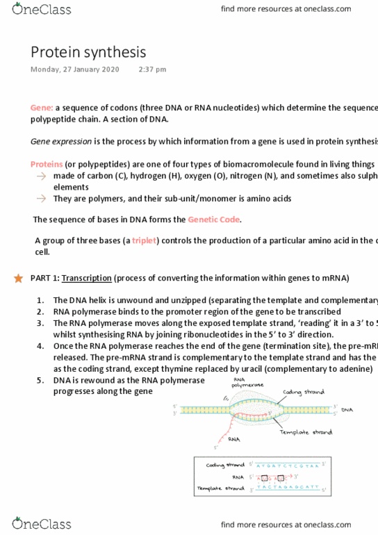 BIOS 1 Lecture Notes - Lecture 4: Gene Expression, Uracil, Peptide thumbnail