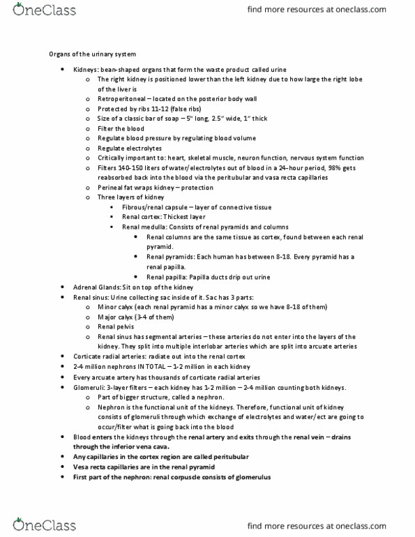 BSC 2085C Lecture Notes - Renal Papilla, Renal Pyramids, Renal Artery thumbnail