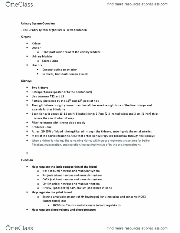 BSC 2085C Lecture Notes - Urinary Bladder, Renal Artery, Muscular System thumbnail