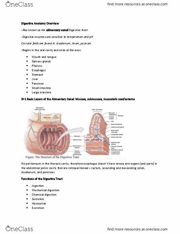 BSC 2085C Lecture Notes - Gastrointestinal Tract, Thoracic Cavity, Salivary Gland thumbnail