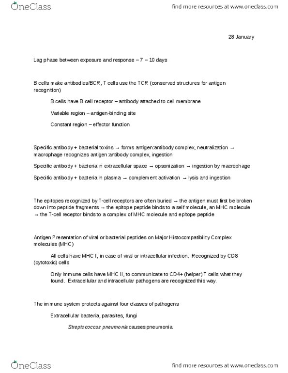 MIP 342 Lecture Notes - Red Pulp, Mycobacterium Leprae, Bone Marrow thumbnail