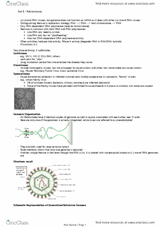 BIOL442 Lecture Notes - Lecture 8: Ribonuclease H, Retrovirus, Subtypes Of Hiv thumbnail