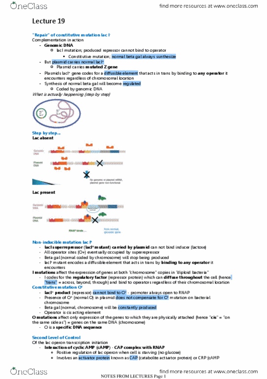 BIOL308 Lecture Notes - Lecture 19: Camp Receptor Protein, Lac Operon, Operon thumbnail