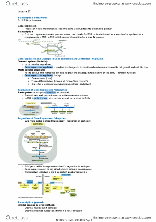 BIOL308 Lecture Notes - Lecture 17: Gene Expression, Wmil-Fm, Operon thumbnail
