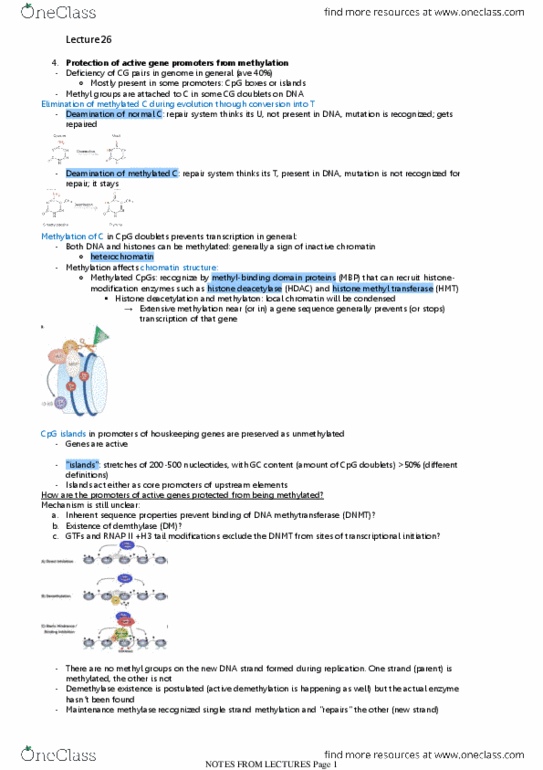 BIOL308 Lecture Notes - Rna Polymerase Ii, Dna Methyltransferase, Methyltransferase thumbnail
