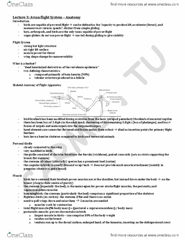 EEB386H1 Lecture Notes - Lecture 3: Humerus, Keratin, Patagium thumbnail