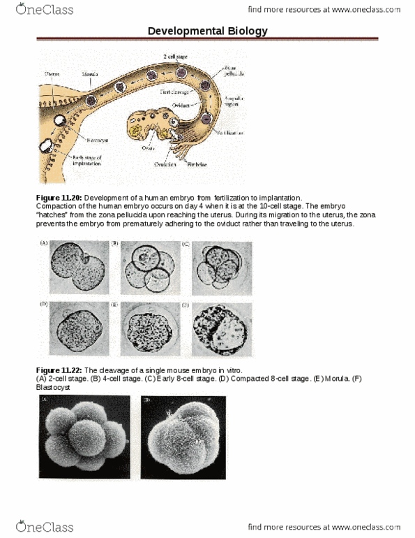 document preview image