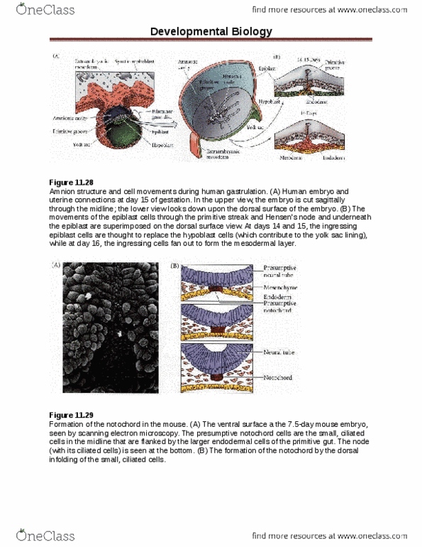 HLTH201 Lecture : Developmental Biology Figures 3.docx thumbnail