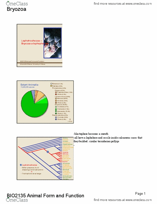 BIO 2135 Lecture Notes - Gastrulation, Bryozoa, Coelom thumbnail