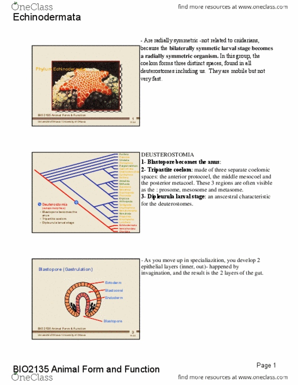 BIO 2135 Lecture Notes - Inside Out Music, Cecum, Sea Urchin thumbnail