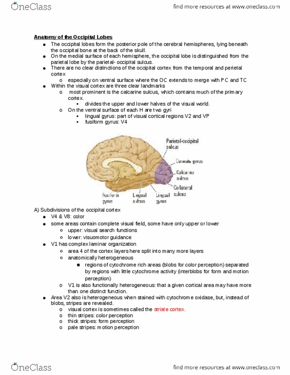 PSY100H1 Chapter Notes - Chapter 13: Superior Temporal Sulcus, Inferior Temporal Gyrus, Cytochrome C Oxidase thumbnail