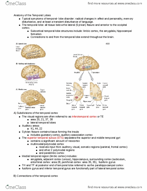 PSY100H1 Chapter Notes - Chapter 15: Superior Temporal Sulcus, Paralimbic Cortex, Lateral Sulcus thumbnail