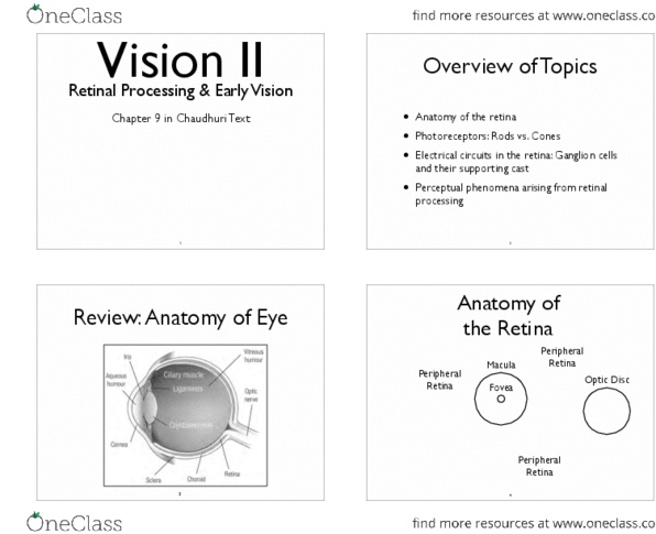 PSY 3108 Lecture Notes - The Blind Spot, Ganglion Cell, Ganglion thumbnail