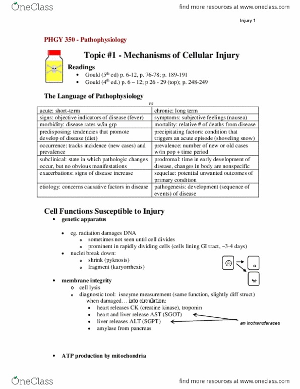 PHGY 350 Lecture Notes - Gluconeogenesis, Keloid, Fibroblast thumbnail