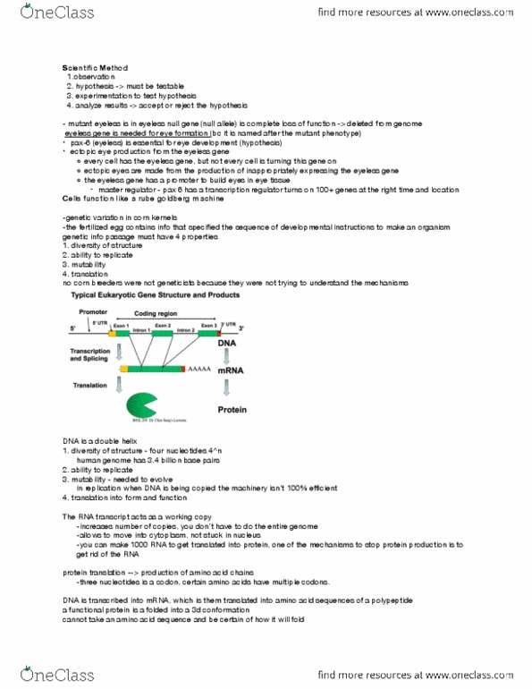 BIOL 205 Lecture Notes - Intron, Coding Region thumbnail