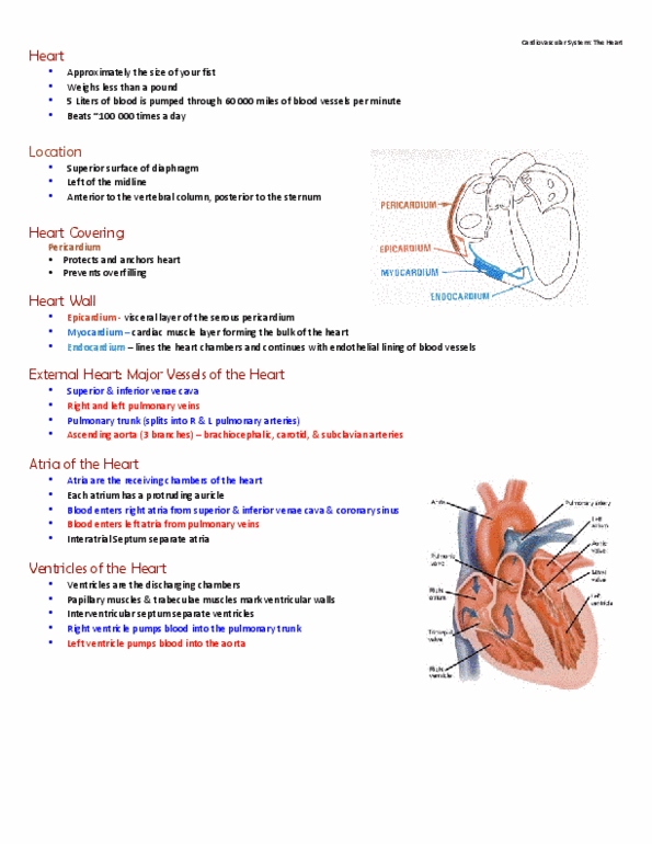 BPK 142 Lecture Notes - Mitral Valve, Chordae Tendineae, Tricuspid Valve thumbnail
