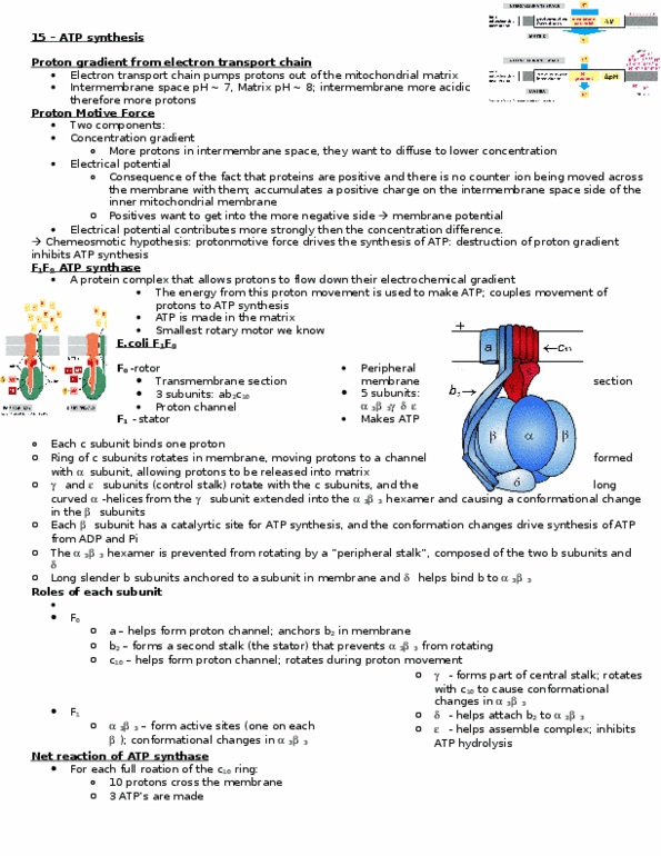 Biochemistry 2280A Lecture Notes - Intermembrane Space, Atp Synthase, Electrochemical Gradient thumbnail