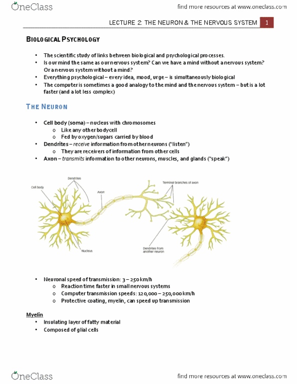 PSY 1101 Chapter Notes - Chapter 2: Myelin, Schwann Cell, Electric Charge thumbnail