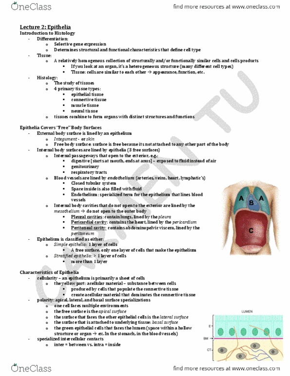 ANA300Y1 Lecture Notes - Lecture 2: Exocrine Gland, Blood Vessel, Tral thumbnail
