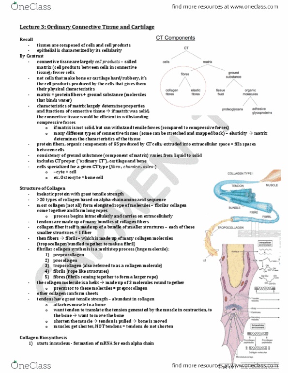 ANA300Y1 Lecture Notes - Lecture 3: Fibril, Collagen, Cartilage thumbnail