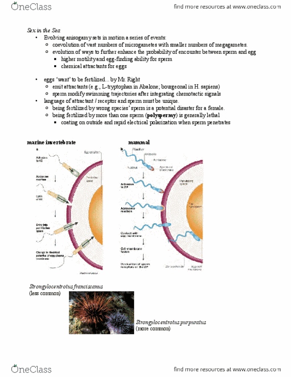 BIOL 210 Lecture Notes - Lecture 9: Abalone, Anisogamy, Polyspermy thumbnail