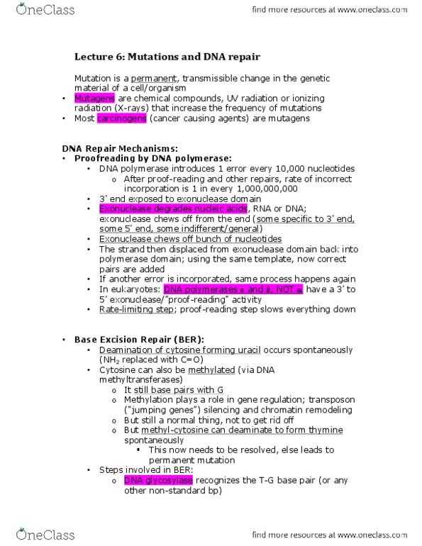 BIOL 200 Lecture Notes - Lecture 6: Dna Glycosylase, Dna Repair, Exonuclease thumbnail