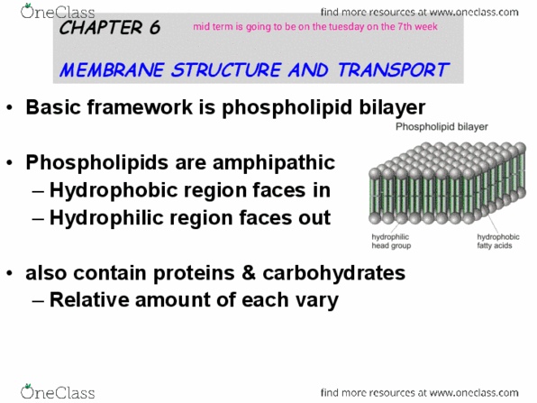 BIOL 102 Lecture Notes - Lecture 6: Peripheral Membrane Protein, Lipid Bilayer, Phospholipid Scramblase thumbnail