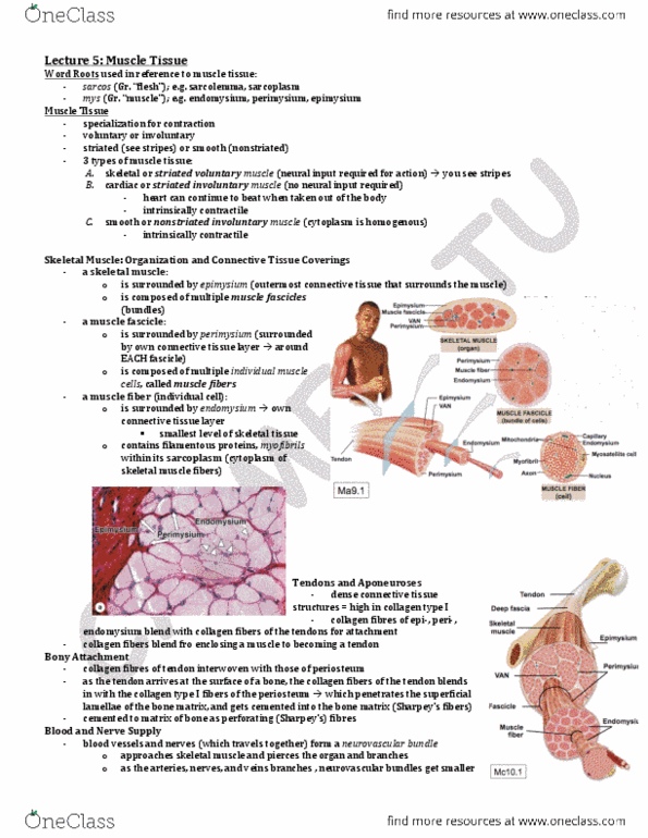 ANA300Y1 Lecture Notes - Lecture 5: Skeletal Muscle, Myocyte, Epimysium thumbnail