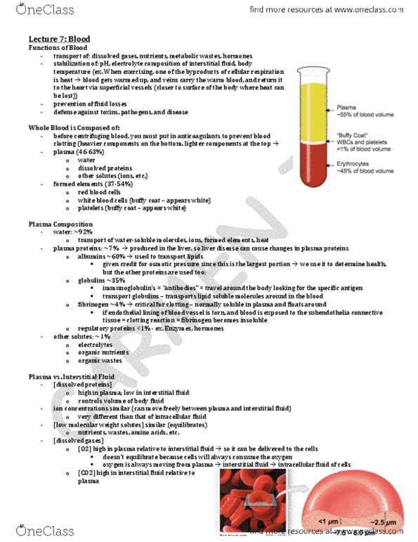 ANA300Y1 Lecture Notes - Lecture 7: Red Blood Cell, Monocyte, Fibrin thumbnail