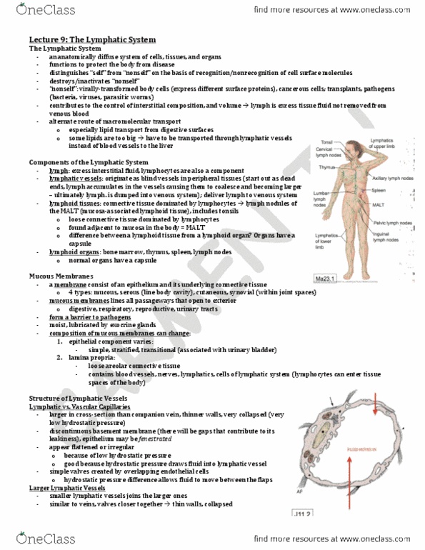 ANA300Y1 Lecture Notes - Lecture 9: Mucosa-Associated Lymphoid Tissue, Tonsil, Axillary Lymph Nodes thumbnail