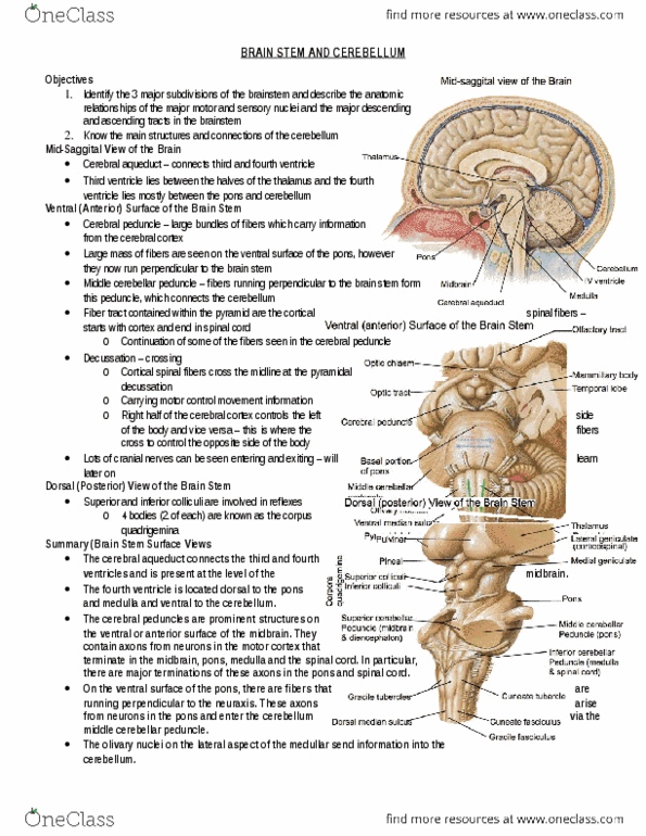 Anatomy and Cell Biology 3319 Lecture Notes - Lecture 8: Middle Cerebellar Peduncle, Cerebellar Peduncle, Cerebral Peduncle thumbnail