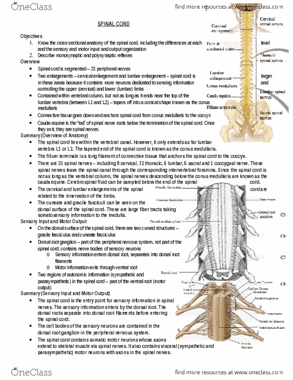 Anatomy and Cell Biology 3319 Lecture Notes - Lecture 9: Conus Medullaris, Lumbar Vertebrae, Intervertebral Foramina thumbnail