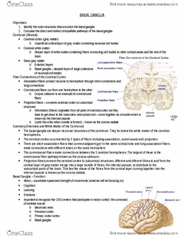 Anatomy and Cell Biology 3319 Lecture Notes - Lecture 6: Basal Ganglia, Commissural Fiber, Internal Capsule thumbnail