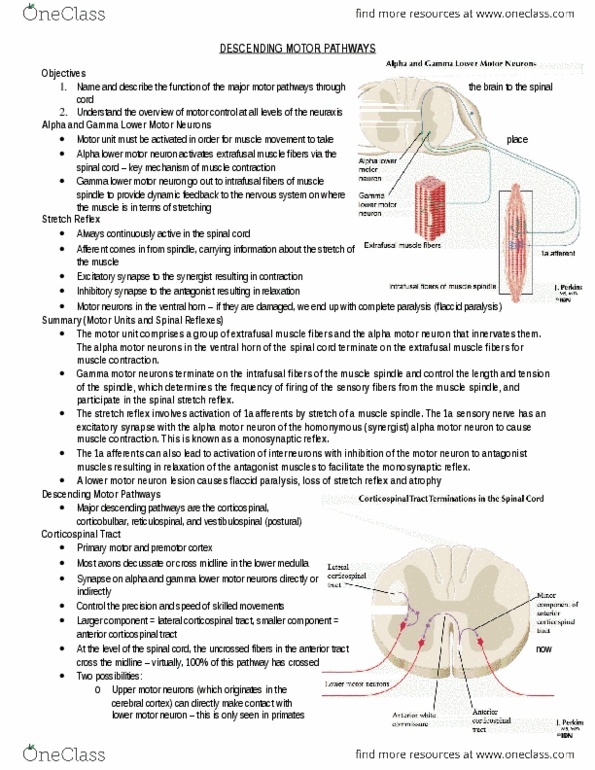 Anatomy and Cell Biology 3319 Lecture Notes - Lecture 11: Alpha Motor Neuron, Flaccid Paralysis, Intrafusal Muscle Fiber thumbnail