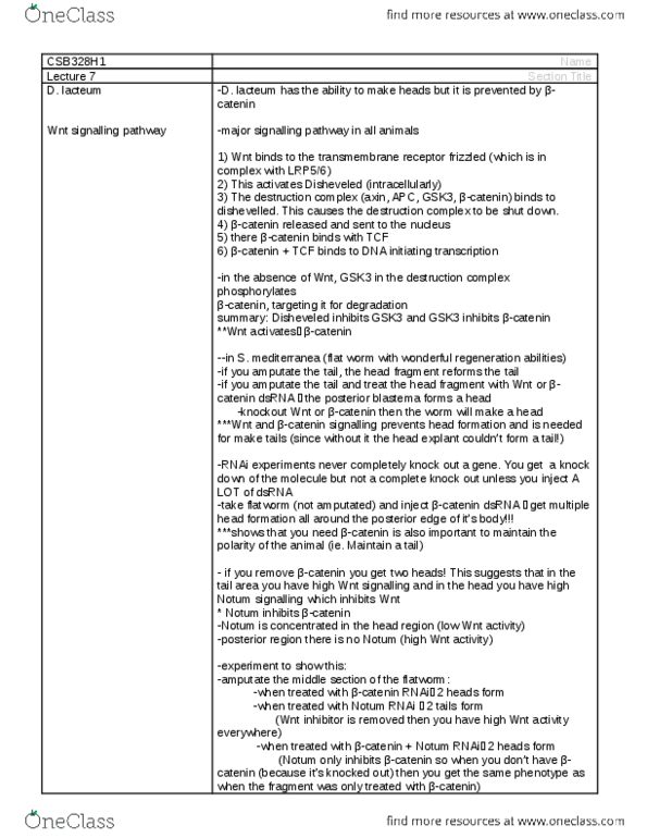 CSB328H1 Lecture Notes - Lecture 7: Gsk-3, Catenin, Flatworm thumbnail