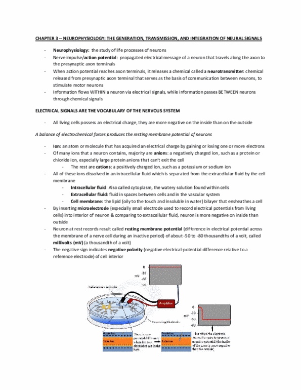 PSY290H1 Chapter Notes - Chapter 3: Myelin, Ampl, Synaptic Vesicle thumbnail