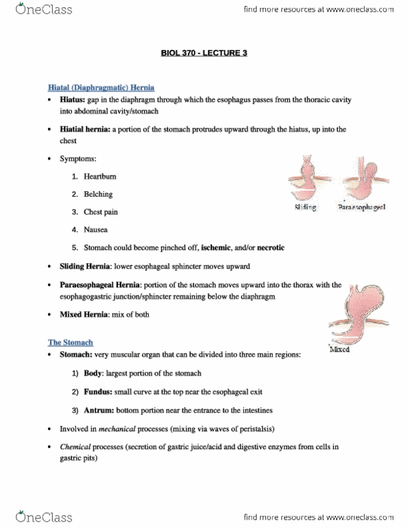 Biol370 Study Guide Fall 2013 Quiz Parietal Cell Chest Pain Intrinsic Factor