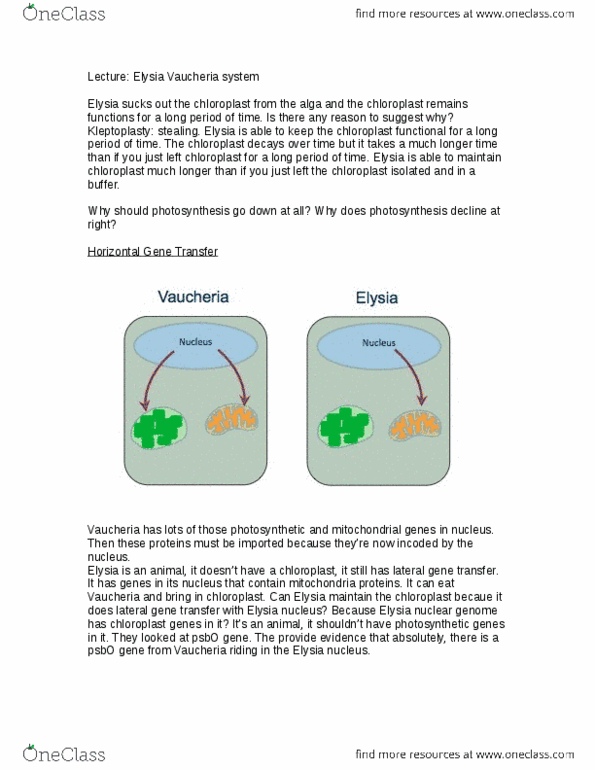 Biology 1002B Lecture 22: Lecture 22-Elysia Vaucheria system.docx thumbnail
