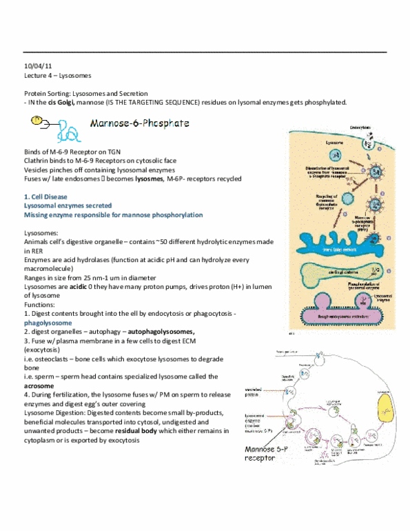 BIOB10H3 Lecture Notes - Glycoprotein, Phagolysosome, Cisterna thumbnail