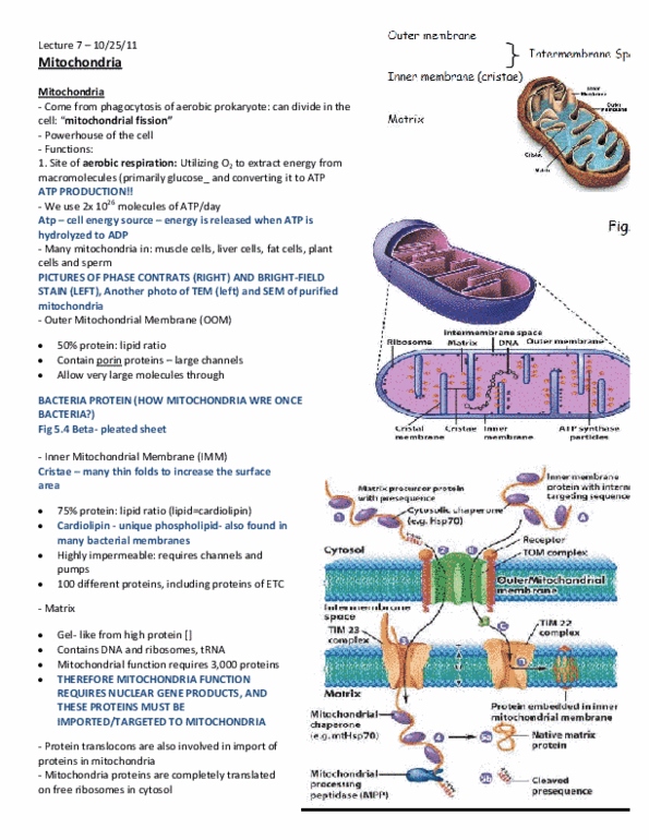 document preview image