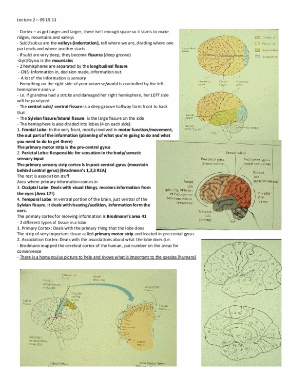 PSYB65H3 Lecture Notes - Central Sulcus, Precentral Gyrus, Vertebral Artery thumbnail