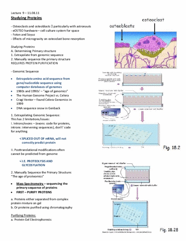 BIOB10H3 Lecture Notes - Lecture 9: Polyacrylamide Gel Electrophoresis, Gene Knockout, Move thumbnail