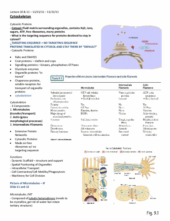 BIOB10H3 Lecture Notes - Dynactin, Bind, Motor Protein thumbnail